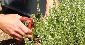 Aux Graines Buissonnières - Culture et cueillette de plantes aromatiques Aux Graines Buissonnières - Culture et cueillette de plantes aromatiques