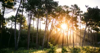 Camping La Pinède