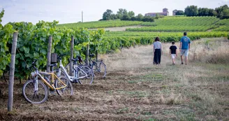 Vignoble H. Begey