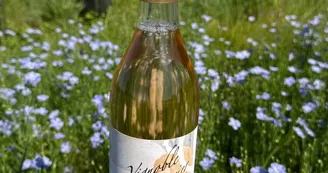 Vignoble Février