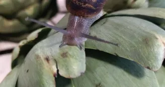 Escale Fermière