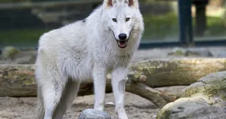 Zoo de La Palmyre