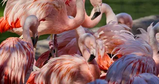 Zoo de La Palmyre