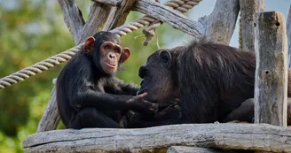 Zoo de La Palmyre