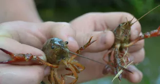 Pêche aux écrevisses
