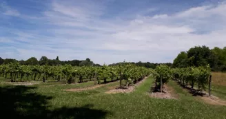Gîte Cognac et Nature Gîte Cognac et Nature