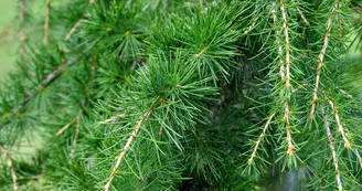 Arbre remarquable