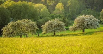 Arboretum