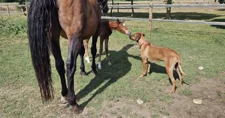 Haras de l'Ilatte