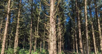 Le Bois des Fées