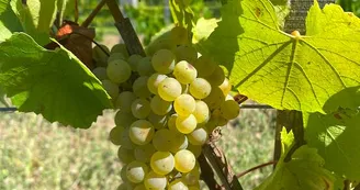 Domaine de Pommier