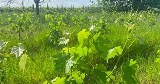 Domaine de Pommier