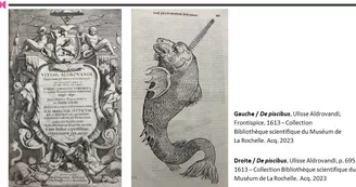 Exposition - De piscibus - Dessiner la faune marine de Aldrovandi à l'époque contemporaine