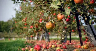 Biodiversité à cultiver : le verger