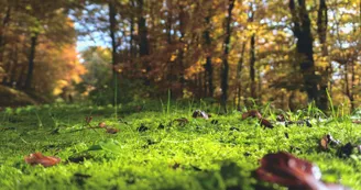 Biodiversité -  Les ancêtres de la forêt, au service de la vie