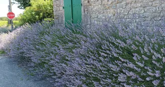Le Clos des Agapanthes Le Clos des Agapanthes