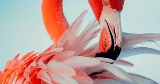 Au Flamant Rose