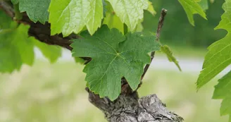 Vignes à Matha Vignes à Matha
