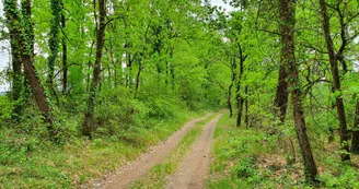 En forêt
