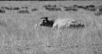 vache