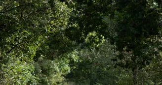 Parcours pédestre : Les ponts de la Charente_Cabariot