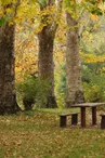 Aire de pique-nique - Forêt de Fontaine-Chalendray