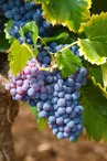 Les Raisins de l'Abbaye - Vignoble