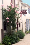 Rose Outremer