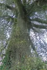 Le Chêne Vert