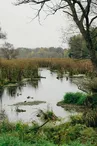 Les zones humides et la mare