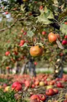Biodiversité à cultiver : le verger