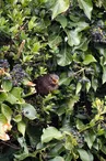 Biodiversité - les haies, lieu de vie et de passage